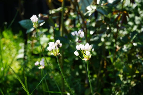 6月にはアリウムのバラの花の上を蜂が飛んでいます 一般的にバラのニンニクと呼ばれるアリウムのバラは 野生のニンニクの古い世界種です ドイツ ベルリン — ストック写真