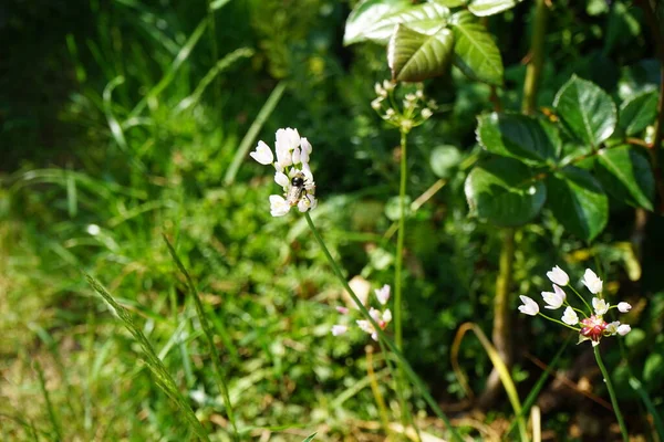 Pszczoła Lata Nad Kwiatami Allium Roseum Czerwcu Ogrodzie Allium Roseum — Zdjęcie stockowe