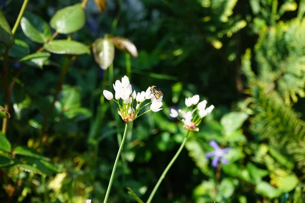 Uma Abelha Voa Sobre Flores Allium Roseum Junho Jardim Allium — Fotografia de Stock