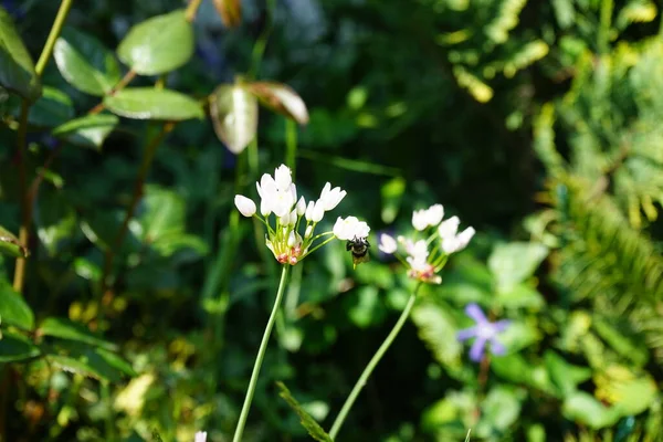 Pszczoła Lata Nad Kwiatami Allium Roseum Czerwcu Ogrodzie Allium Roseum — Zdjęcie stockowe