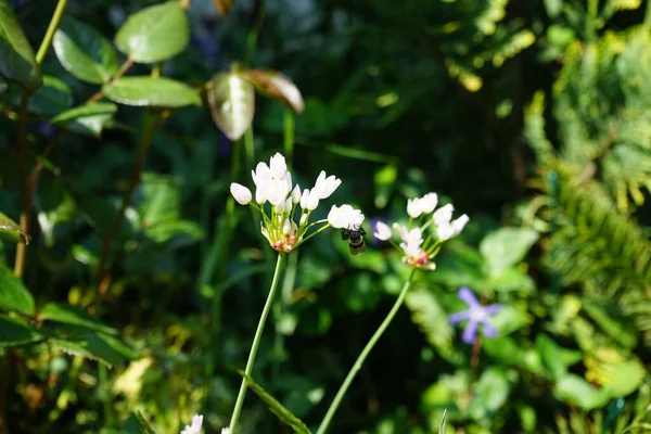 Albină Zboară Peste Florile Roseumului Allium Iunie Grădină Allium Roseum — Fotografie, imagine de stoc