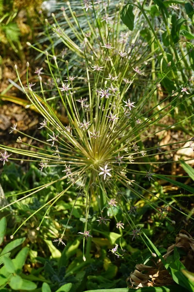 Allium Schubertii Στον Κήπο Ροζ Βιολετί Τόνους Φαίνεται Ξεπηδούν Από — Φωτογραφία Αρχείου