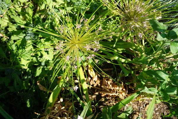 Allium Schubertii Garten Rosa Violetten Tönen Scheinen Sie Auf Langen — Stockfoto