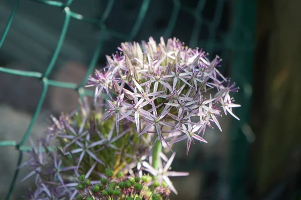 Allium Aflatunense Purple Sensation Nel Mese Giugno Giardino Berlino Germania — Foto Stock