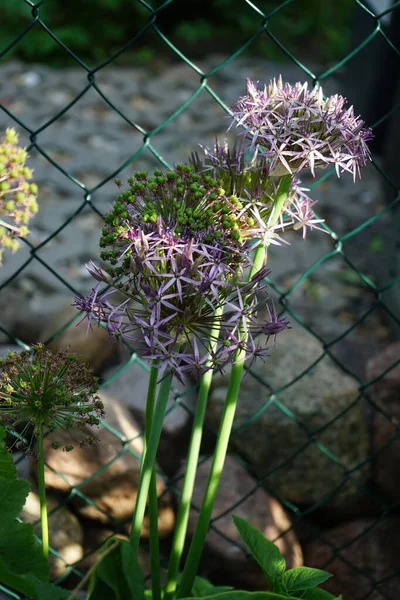 Allium Aflatunense Purple Sensation Junho Jardim Berlim Alemanha — Fotografia de Stock