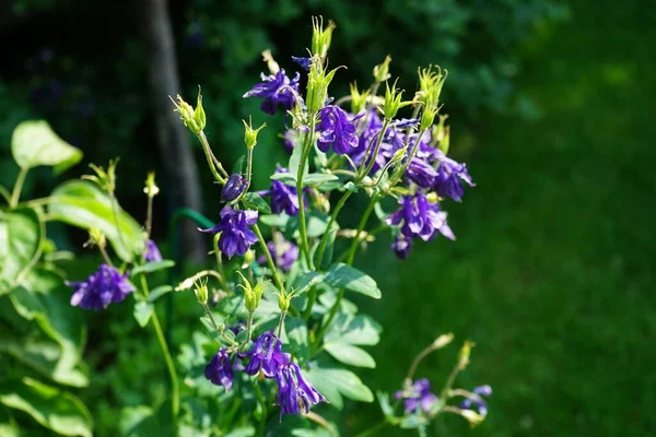 Aquilegia Alpina Фиолетовый Июне Саду Альпийская Колумбия Aquilegia Alpina Является — стоковое фото