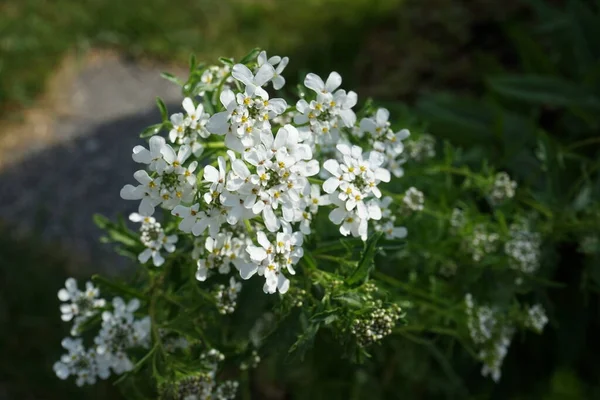 Иберис Саду Июне Iberis Обычно Называемый Candytuft Род Цветущих Растений — стоковое фото