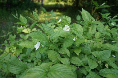 Haziranda böğürtlen açıyor. Blackberry, Rosaceae familyasından Rubus cinsinde üretilen yenilebilir bir meyvedir. Berlin, Almanya 
