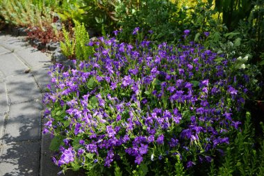 Haziran 'da bahçede Campanula alameti farikası. Campanula portenschlagiana, Campanulaceae familyasından bir çan çiçeğidir. Berlin, Almanya 