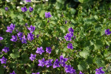 Haziran 'da bahçede Campanula alameti farikası. Campanula portenschlagiana, Campanulaceae familyasından bir çan çiçeğidir. Berlin, Almanya 
