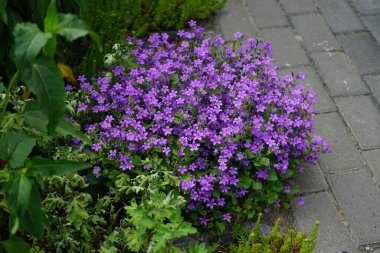Haziran 'da bahçede Campanula alameti farikası. Campanula portenschlagiana, Campanulaceae familyasından bir çan çiçeğidir. Berlin, Almanya 