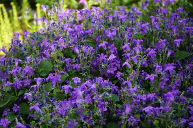 Haziran 'da bahçede Campanula alameti farikası. Campanula portenschlagiana, Campanulaceae familyasından bir çan çiçeğidir. Berlin, Almanya 