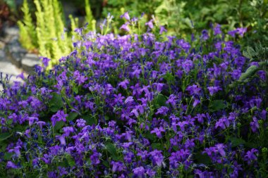 Haziran 'da bahçede Campanula alameti farikası. Campanula portenschlagiana, Campanulaceae familyasından bir çan çiçeğidir. Berlin, Almanya 