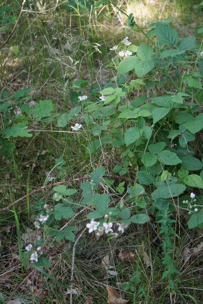 Haziranda Böğürtlen Açıyor Blackberry Rosaceae Familyasından Rubus Cinsinde Üretilen Yenilebilir — Stok fotoğraf