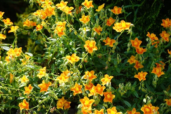 Helianthemum Hybride Bronceteppich Garden Helianthemum Rock Rose Sunrose Rushrose Frostweed — 스톡 사진