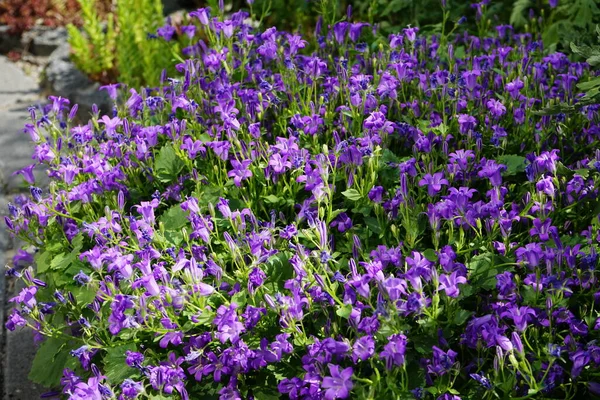 Campanula Portenschlagiana Juni Garten Campanula Portenschlagiana Die Mauerglockenblume Ist Eine — Stockfoto