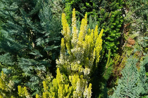 Calluna vulgaris, common heather, ling, or simply heather, is the sole species in the genus Calluna in the flowering plant family Ericaceae. Berlin, Germany