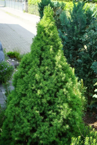 Haziran Bahçede Picea Glauca Conica Berlin Almanya — Stok fotoğraf