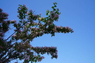 Linnaea amabilis ya da Kolkwitzia amabilis, Caprifoliaceae familyasından bir bitki türü. Berlin, Almanya 