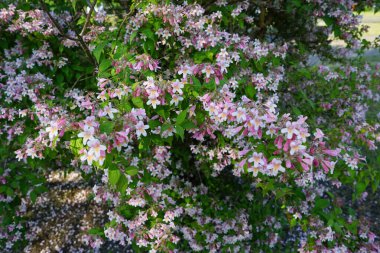 Linnaea amabilis ya da Kolkwitzia amabilis, Caprifoliaceae familyasından bir bitki türü. Berlin, Almanya 