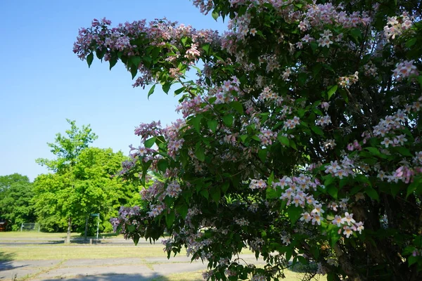 Linnaea Amabilis Conosciuta Anche Con Sinonimo Kolkwitzia Amabilis Con Nome — Foto Stock