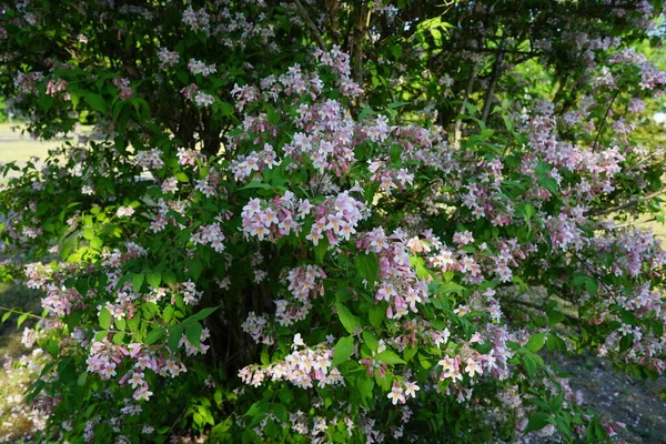 Linnaea Amabilis Also Known Synonym Kolkwitzia Amabilis English Name Beauty — Stockfoto