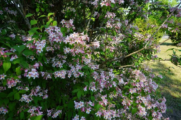 Linnaea Amabilis Also Known Synonym Kolkwitzia Amabilis English Name Beauty — 图库照片