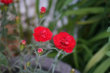 Daimi Dianthus kırmızısı Haziran 'da bahçede çiçek açar. Dianthus, Caryophyllaceae familyasından bir bitki cinsidir. Berlin, Almanya  