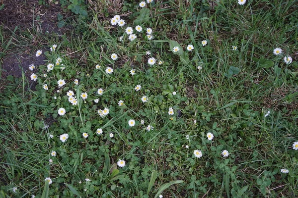 Kwitnący Trawnik Bellis Perennis Czerwcu Bellis Perennis Stokrotka Jest Wspólnym — Zdjęcie stockowe