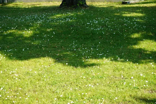 Bloeiend Gazon Met Bellis Perennis Juni Bellis Perennis Een Madeliefje — Stockfoto