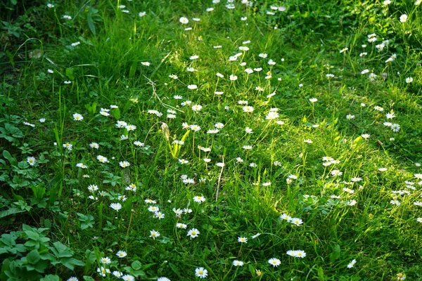 Blooming Lawn Bellis Perennis June Bellis Perennis Daisy Common European — 스톡 사진