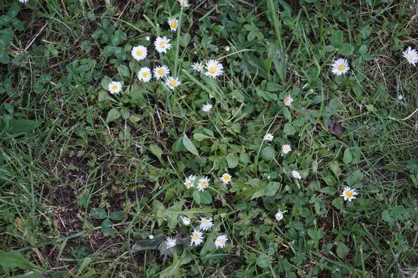 Césped Floreciente Con Bellis Perennis Junio Bellis Perennis Una Especie — Foto de Stock