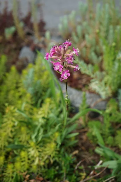 Silene Viscaria Uma Espécie Planta Com Flor Pertencente Família Caryophyllaceae — Fotografia de Stock