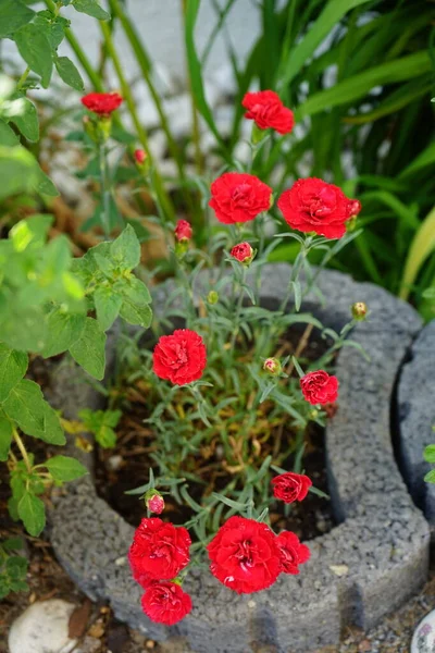 Fleråriga Dianthus Plumarius Röda Blommar Juni Dgã Rden Dianthus Ett — Stockfoto