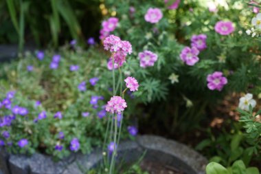 Haziran 'da bahçede Armeria maritima. Armeria maritima, Plumbaginaceae familyasından bir bitki türüdür. Berlin, Almanya 
