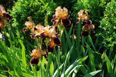 Iris barbata elatior 'Louvois' blooms in brown colors in the garden in June. Berlin, Germany 