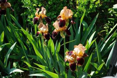 Iris barbata elatior 'Louvois' blooms in brown colors in the garden in June. Berlin, Germany 