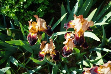 Iris barbata elatior 'Louvois' blooms in brown colors in the garden in June. Berlin, Germany 
