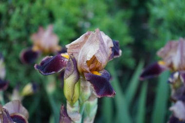 Iris barbata elatior 'Louvois' blooms in brown colors in the garden in June. Berlin, Germany 