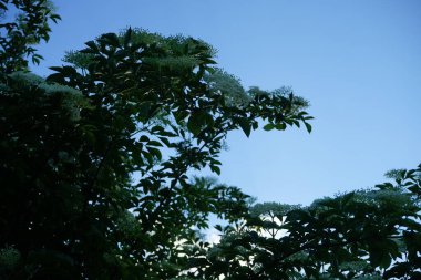 Viburnum lantana, the wayfarer or wayfaring tree, is a species of Viburnum. Berlin, Germany