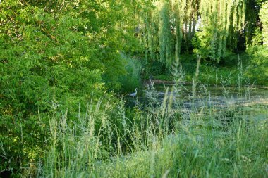 Heron in the water of the Wuhle river in June. The grey heron, Ardea cinerea, is a long-legged predatory wading bird of the heron family, Ardeidae. Berlin, Germany 