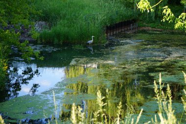 Heron in the water of the Wuhle river in June. The grey heron, Ardea cinerea, is a long-legged predatory wading bird of the heron family, Ardeidae. Berlin, Germany 