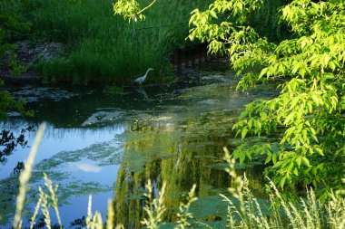 Heron in the water of the Wuhle river in June. The grey heron, Ardea cinerea, is a long-legged predatory wading bird of the heron family, Ardeidae. Berlin, Germany 