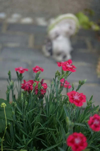 Perenne Dianthus Rosa Rojo Florece Junio Jardín Dianthus Género Plantas — Foto de Stock