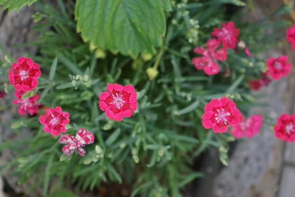 Die Mehrjährige Dianthus Rosa Rot Blüht Juni Garten Dianthus Ist — Stockfoto