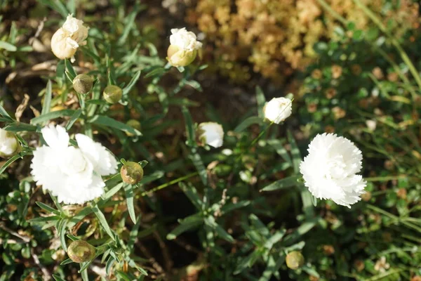 Dianthus Plumarius White Цветет Июне Саду Dianthus Plumarius Обыкновенный Розовый — стоковое фото
