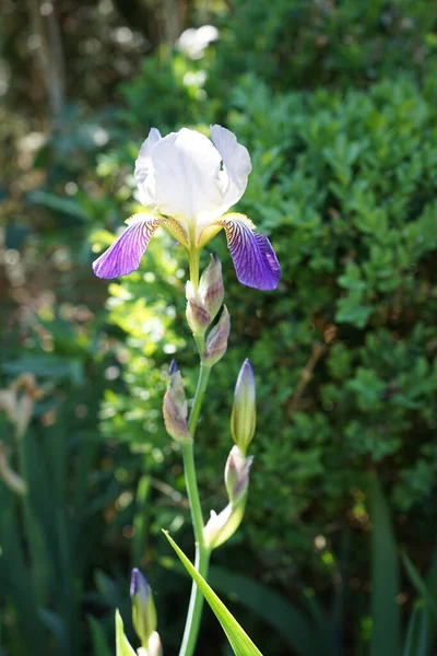 Iris Mrs Andris Historical High Quality Bearded Iris Berlin Germany — Stock Photo, Image