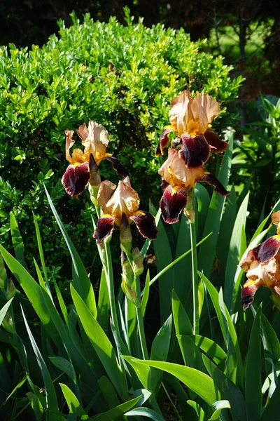 Iris barbata elatior 'Louvois' blooms in brown colors in the garden in June. Berlin, Germany 