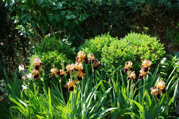六月的时候 伊利丝 巴伯塔 Iris Barbata 在花园里开了一朵褐色的 Louvois 德国柏林 — 图库照片