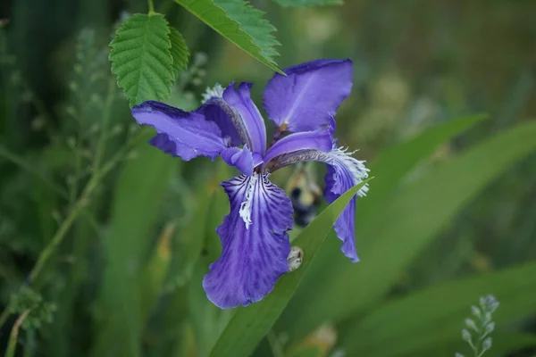 Iris Germanica Going Way Blooms Garden Early June Berlin Germany — Photo